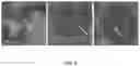 Fig. 31 - CONTROLLED NUTRIENT DELIVERY TO PANCREATIC ISLETS USING A NOVEL MESOPOROUS SILICA-BASED NANOPARTICLE PLATFORM