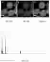 Fig. 36 - CONTROLLED NUTRIENT DELIVERY TO PANCREATIC ISLETS USING A NOVEL MESOPOROUS SILICA-BASED NANOPARTICLE PLATFORM