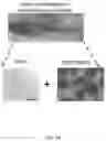 Fig. 43 - CONTROLLED NUTRIENT DELIVERY TO PANCREATIC ISLETS USING A NOVEL MESOPOROUS SILICA-BASED NANOPARTICLE PLATFORM
