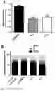 Fig. 05 - COMPOUNDS FOR PREVENTING MIGRATION OF CANCER CELLS