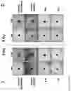Fig. 08 - COMPOUNDS FOR PREVENTING MIGRATION OF CANCER CELLS