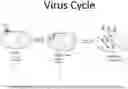 Fig. 01 - METHOD AND COMPOSITION FOR PREVENTING AND TREATING VIRAL INFECTIONS