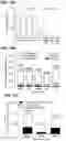 Fig. 13 - Co-Administration Therapy to Prevent Neurodegeneration and Enhance Neuroprotection