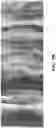 Fig. 14 - TOPICAL FORMULATIONS AND INSTILLATES, KITS, AND METHODS FOR TREATING INTEGUMENTARY WOUNDS, AND USES THEREOF