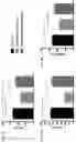 Fig. 13 - COMPOSITIONS AND METHODS FOR RESCUING RETINAL AND CHOROIDAL STRUCTURE AND FUNCTION
