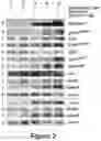 Fig. 03 - Tinostamustine for use in the treatment of T-cell prolymphocytic leukaemia