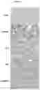 Fig. 03 - COMBINATION THERAPY HAVING ANTIOXYDANT PROPERTIES