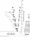 Fig. 14 - Compounds and compositions for inhibiting the activity of HIF2-alpha and their methods of use