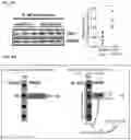 Fig. 52 - Method for Treatment of Alzheimer's Disease