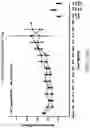 Fig. 18 - Method of Treating Renal Cell Carcinoma Using N-(4-(6,7-dimethoxyquinolin-4-yloxy)phenyl)-N'-(4-fluorophenyl)cyclopropane-1,1-dicarboxamide, (2S)-hydroxybutanedioate