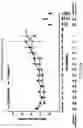 Fig. 22 - Method of Treating Renal Cell Carcinoma Using N-(4-(6,7-dimethoxyquinolin-4-yloxy)phenyl)-N'-(4-fluorophenyl)cyclopropane-1,1-dicarboxamide, (2S)-hydroxybutanedioate