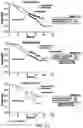 Fig. 47 - Method of Treating Renal Cell Carcinoma Using N-(4-(6,7-dimethoxyquinolin-4-yloxy)phenyl)-N'-(4-fluorophenyl)cyclopropane-1,1-dicarboxamide, (2S)-hydroxybutanedioate