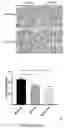 Fig. 06 - METHODS AND COMPOSITIONS FOR THE PREVENTION AND TREATMENT OF ISCHEMIA REPERFUSION INJURY AND INFECTION
