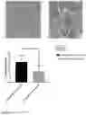 Fig. 10 - METHODS AND COMPOSITIONS FOR THE PREVENTION AND TREATMENT OF ISCHEMIA REPERFUSION INJURY AND INFECTION