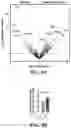 Fig. 30 - MODULATING RESISTANCE TO BCL-2 INHIBITORS