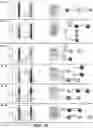 Fig. 34 - MODULATING RESISTANCE TO BCL-2 INHIBITORS