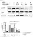 Fig. 08 - Pharmaceutical Composition for Protecting Cartilage