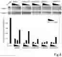 Fig. 05 - RNA ACTION INHIBITOR AND USE THEREOF