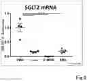 Fig. 09 - RNA ACTION INHIBITOR AND USE THEREOF