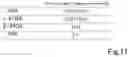 Fig. 12 - RNA ACTION INHIBITOR AND USE THEREOF