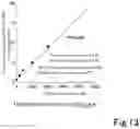 Fig. 14 - RNA ACTION INHIBITOR AND USE THEREOF