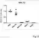 Fig. 16 - RNA ACTION INHIBITOR AND USE THEREOF