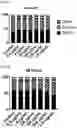 Fig. 07 - CARBAZATE-ACTIVATED POLYVINYL ALCOHOL (PVAC) AS A POLYMER-BASED ANTITUMORAL AGENT