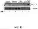 Fig. 33 - HDAC6-ACTIVATED MACROPHAGES, COMPOSITIONS, AND USES THEREOF