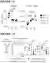 Fig. 08 - COMBINATIONS OF MULTIPLE CHIMERIC ANTIGEN RECEPTORS FOR IMMUNOTHERAPY