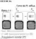 Fig. 13 - COMBINATIONS OF MULTIPLE CHIMERIC ANTIGEN RECEPTORS FOR IMMUNOTHERAPY