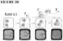 Fig. 15 - COMBINATIONS OF MULTIPLE CHIMERIC ANTIGEN RECEPTORS FOR IMMUNOTHERAPY