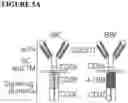 Fig. 22 - COMBINATIONS OF MULTIPLE CHIMERIC ANTIGEN RECEPTORS FOR IMMUNOTHERAPY