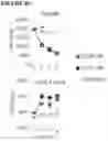 Fig. 48 - COMBINATIONS OF MULTIPLE CHIMERIC ANTIGEN RECEPTORS FOR IMMUNOTHERAPY