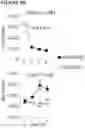 Fig. 49 - COMBINATIONS OF MULTIPLE CHIMERIC ANTIGEN RECEPTORS FOR IMMUNOTHERAPY