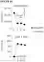 Fig. 50 - COMBINATIONS OF MULTIPLE CHIMERIC ANTIGEN RECEPTORS FOR IMMUNOTHERAPY
