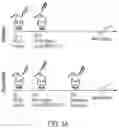 Fig. 09 - LARGE-SCALE COMBINED CAR TRANSDUCTION AND CRISPR GENE EDITING OF T CELLS