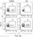 Fig. 10 - LARGE-SCALE COMBINED CAR TRANSDUCTION AND CRISPR GENE EDITING OF T CELLS