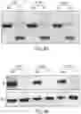 Fig. 17 - LARGE-SCALE COMBINED CAR TRANSDUCTION AND CRISPR GENE EDITING OF T CELLS