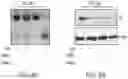 Fig. 28 - LARGE-SCALE COMBINED CAR TRANSDUCTION AND CRISPR GENE EDITING OF T CELLS