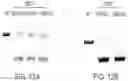 Fig. 32 - LARGE-SCALE COMBINED CAR TRANSDUCTION AND CRISPR GENE EDITING OF T CELLS