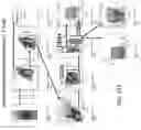 Fig. 29 - DOSING REGIMENS FOR THE MOBILIZATION OF HEMATOPOIETIC STEM AND PROGENITOR CELLS