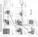 Fig. 30 - DOSING REGIMENS FOR THE MOBILIZATION OF HEMATOPOIETIC STEM AND PROGENITOR CELLS
