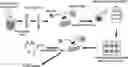 Fig. 01 - GENERATION OF CD38 KNOCK-OUT PRIMARY AND EXPANDED HUMAN NK CELLS