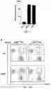 Fig. 11 - GENERATION OF CD38 KNOCK-OUT PRIMARY AND EXPANDED HUMAN NK CELLS