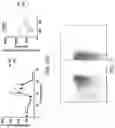 Fig. 26 - GENERATION OF CD38 KNOCK-OUT PRIMARY AND EXPANDED HUMAN NK CELLS