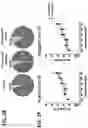 Fig. 05 - COMBINATION OF A T CELL THERAPY AND (S)-3-[4-(4-MORPHOLIN-4-YLMETHYL-BENZYLOXY)-L-OXO-L,3-DIHYDRO-ISOINDOL-2-YL]-PIPERIDINE-2,6-DIONE