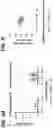 Fig. 11 - COMBINATION OF A T CELL THERAPY AND (S)-3-[4-(4-MORPHOLIN-4-YLMETHYL-BENZYLOXY)-L-OXO-L,3-DIHYDRO-ISOINDOL-2-YL]-PIPERIDINE-2,6-DIONE