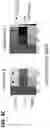 Fig. 15 - COMBINATION OF A T CELL THERAPY AND (S)-3-[4-(4-MORPHOLIN-4-YLMETHYL-BENZYLOXY)-L-OXO-L,3-DIHYDRO-ISOINDOL-2-YL]-PIPERIDINE-2,6-DIONE