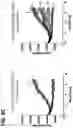 Fig. 24 - COMBINATION OF A T CELL THERAPY AND (S)-3-[4-(4-MORPHOLIN-4-YLMETHYL-BENZYLOXY)-L-OXO-L,3-DIHYDRO-ISOINDOL-2-YL]-PIPERIDINE-2,6-DIONE