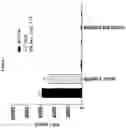 Fig. 02 - Prame TCR Receptors And Uses Thereof